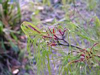 Acer palmatum cv Koto no ito (fam Aceracees) (Photo F. Mrugala) (4)